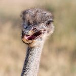 Afrikanischer Strauß (Struthio camelus) - Straußenfarm Tannenhof