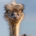 Afrikanischer Strauß (Struthio camelus) - Straußenfarm Tannenhof