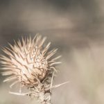 Fotosafari im Garten