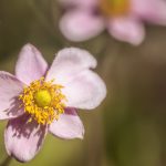 Herbstliche Gartensafari