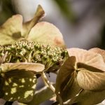 Gartenhortensie (Hydrangea macrophylla)