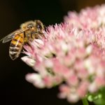 Prächtige Fetthenne (Hylotelephium spectabile)