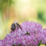 Prächtige Fetthenne (Hylotelephium spectabile) mit Honigbiene