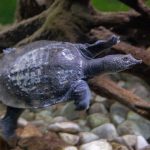 Chinesische Weichschildkröte (Pelodiscus sinensis) - Village des Tortues in Carnoules