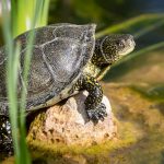 Sonnenbad im Schildkrötendorf