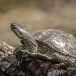 Kaspische Bachschildkröte (Mauremys caspica)