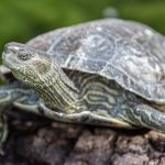 Kaspische Bachschildkröte (Mauremys caspica)