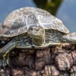 Im Schildkrötendorf in Frankreich