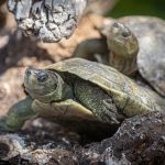 Village des Tortues in Carnoules