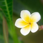 Blüte im Gewächshaus