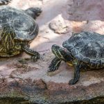 Village des Tortues in Carnoules