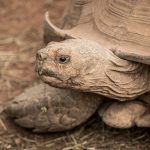 Spornschildkröte (Centrochelys sulcata)