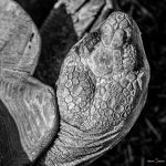 Spornschildkröte (Centrochelys sulcata)