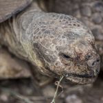 Spornschildkröte (Centrochelys sulcata)