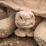 Spornschildkröte (Centrochelys sulcata)