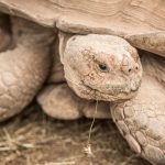 Spornschildkröte (Centrochelys sulcata)