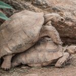 Spornschildkröte (Centrochelys sulcata) - Village des Tortues in Carnoules