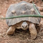 Village des Tortues in Carnoules