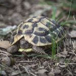 Testudo hermani hermani im Village des Tortues in Carnoules