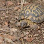 Village des Tortues in Carnoules