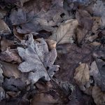 Getrocknetes Laub im Wald