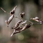 Zweig einer Rotbuche (Fagus sylvatica)