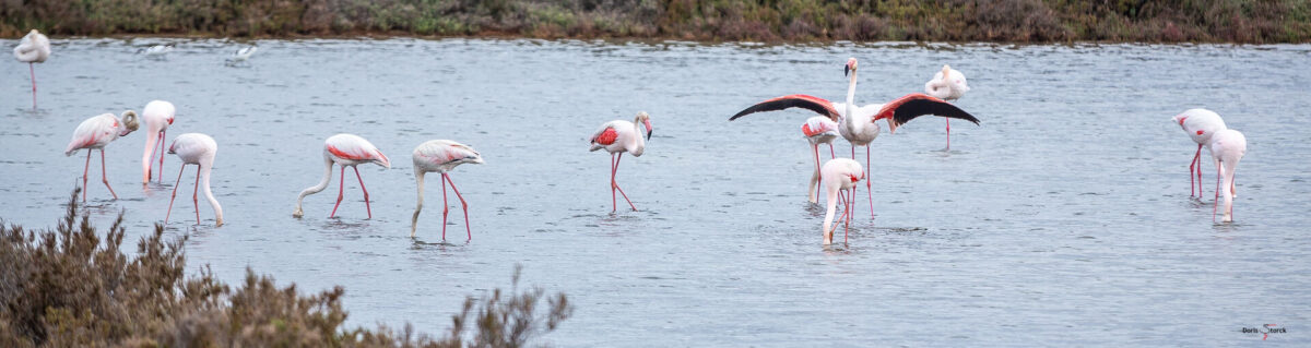 Flamingos in den Vieux Salins d'Hyères