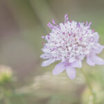 Acker-Witwenblume (Knautia arvensis)