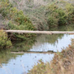 Vieux Salins d`Hyères