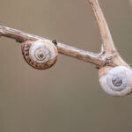 Vieux Salins d`Hyères Mittelmeer-Sandschnecke (Theba pisana)