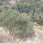 Vieux Salins d`Hyères