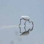 Seidenreiher (Egretta garzetta)