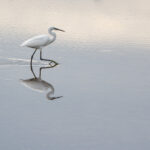 Seidenreiher (Egretta garzetta)