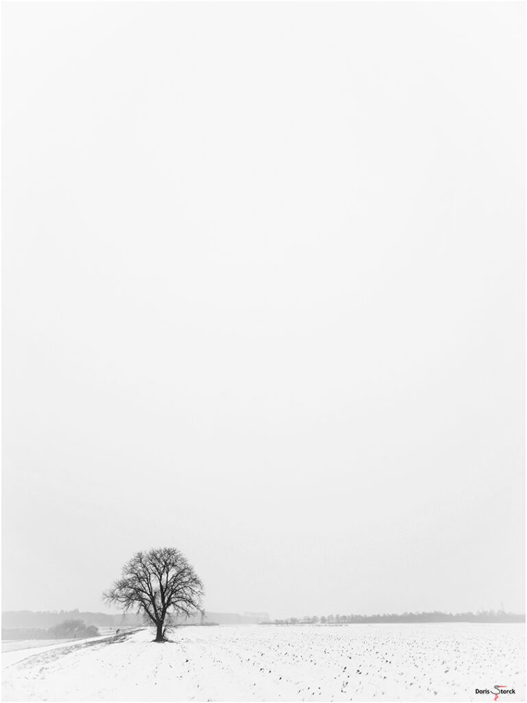 Winterbaum - Schneelandschaft an der Bergstraße Bilder des Monats 2021: Januar