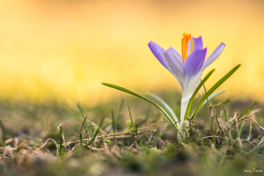 Warten auf den Frühling - Elfen-Krokus (Crocus tommasinianus) im Garten