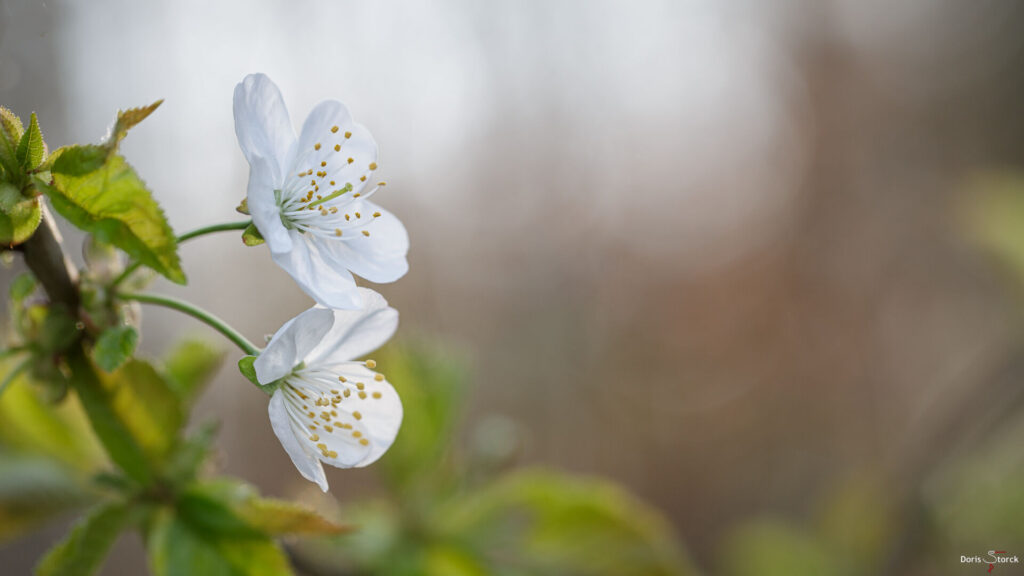 Kirschblüte im April - Frühling in Südhessen Bild des Monats 2021: April