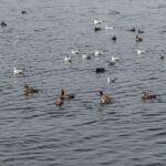 Wasservögel
