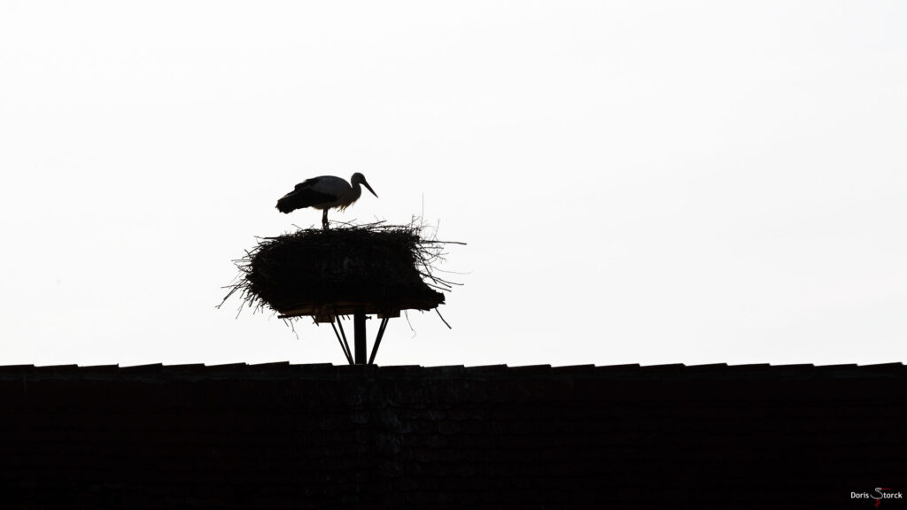 Silhouette - Scherenschnitt - Weißstorch (Ciconia ciconia) - Bild des Monats 2021: Mai