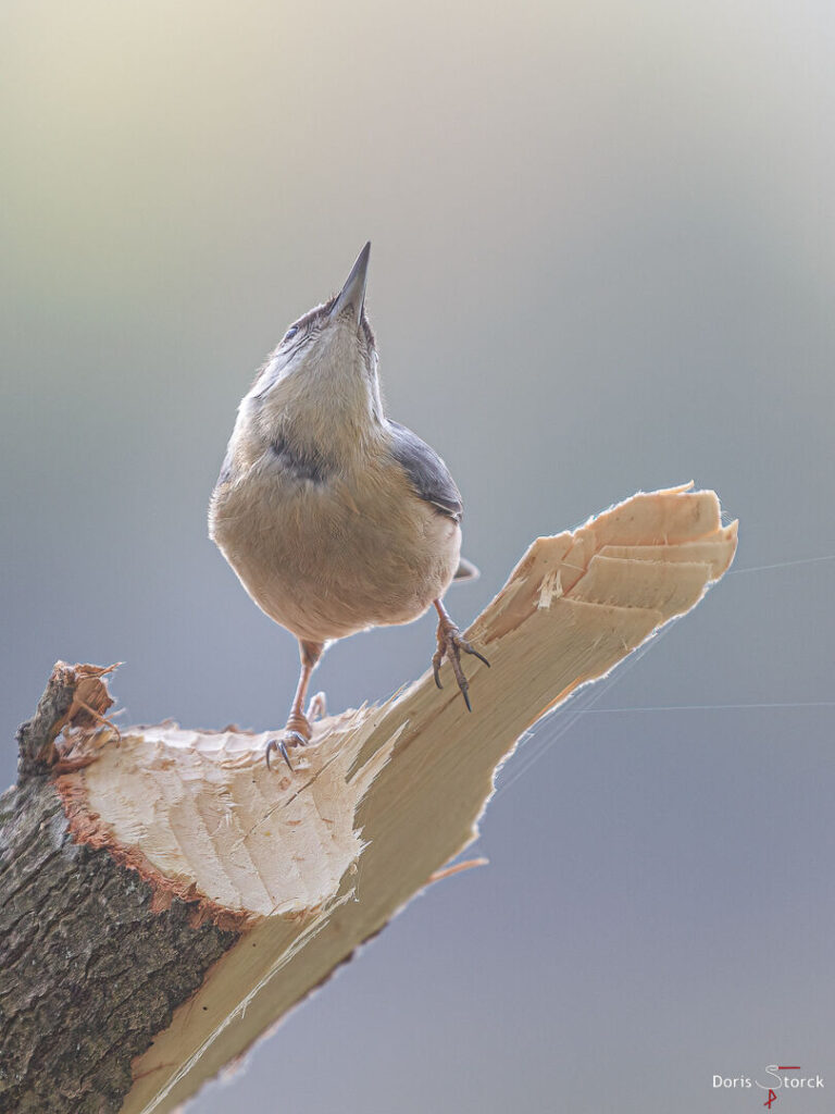 Schau mal da oben - Kleiber (Sitta europaea) ) auf einem vom Biber bearbeiteten Baum.