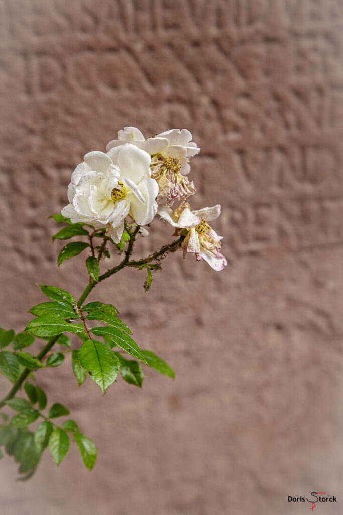 Vergänglichkeit - Rose vor altem Grabstein Bilder des Monats 2021: August