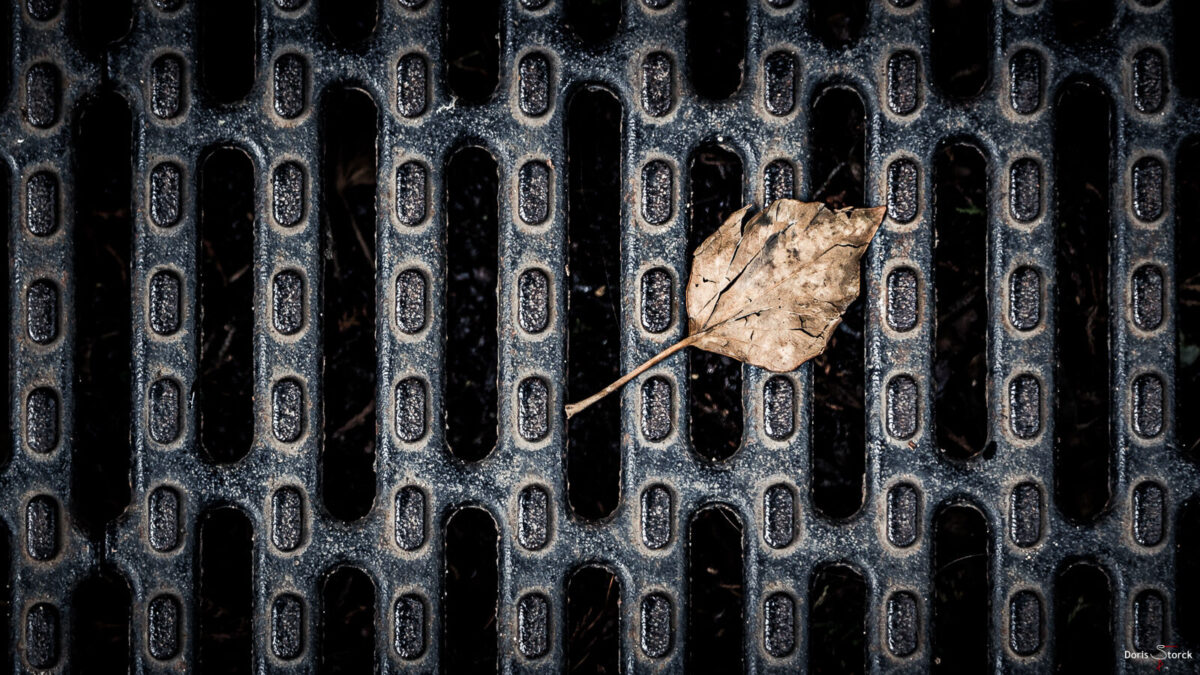 Vertrocknet - Blatt auf Kanaldeckel