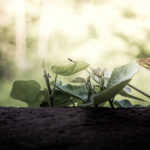 Efeu (Hedera helix)