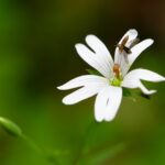 Käfer (Byturus) auf einer Blüte der Großen Sternmiere (Stellaria holostea)