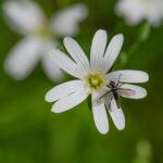 Haarmücke (Bibio vestitus) auf einer Blüte der Großen Sternmiere (Stellaria holostea)