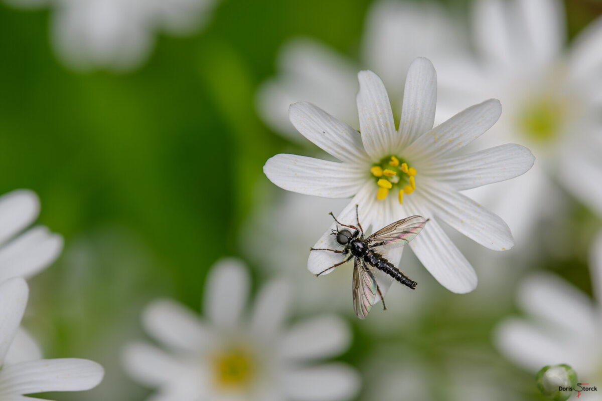 Haarmücke (Bibio vestitus) auf einer Blüte der Großen Sternmiere (Stellaria holostea)