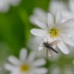 Haarmücke (Bibio vestitus) auf einer Blüte der Großen Sternmiere (Stellaria holostea)