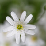 Blüte der Großen Sternmiere (Stellaria holostea)