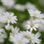 Großen Sternmiere (Stellaria holostea)