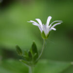 Hain-Sternmiere (Stellaria nemorum)