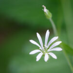 Hain-Sternmiere (Stellaria nemorum)